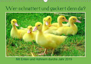 Wer gackert und schnattert denn da? Mit Enten und Hühnern durchs Jahr (Wandkalender 2019 DIN A3 quer) von Löwer,  Sabine