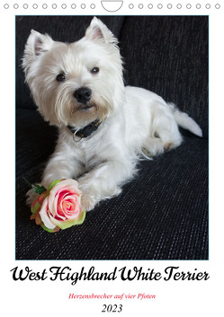 West Highland White Terrier – Herzensbrecher auf vier Pfoten (Wandkalender 2023 DIN A4 hoch) von Rohde,  Angela