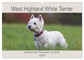 West Highland White Terrier – Selbstbewustes Powerpaket – der Westie (Wandkalender 2024 DIN A3 quer), CALVENDO Monatskalender von Mielewczyk,  Barbara