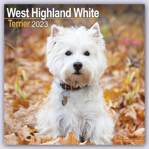West Highland White Terrier – Westies 2023 – 16-Monatskalender