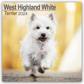 West Highland White Terrier – Westies 2024 – 16-Monatskalender