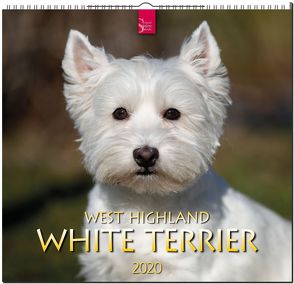 West Highland White Terrier von Redaktion Verlagshaus Würzburg,  Bildagentur