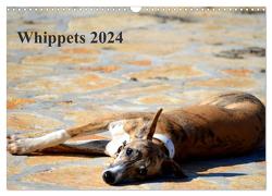 Whippet 2024 (Wandkalender 2024 DIN A3 quer), CALVENDO Monatskalender von Redl,  Ula