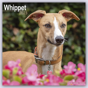 Whippet – Kleine Englische Windhunde 2023 – 16-Monatskalender
