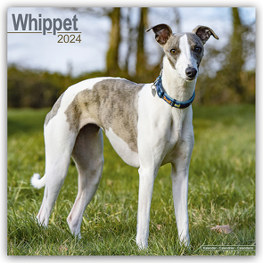 Whippet – Kleine Englische Windhunde 2024 – 16-Monatskalender