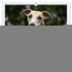 WHIPPETS – SCHNELL UND SCHÖN (hochwertiger Premium Wandkalender 2024 DIN A2 quer), Kunstdruck in Hochglanz von Kassat Fotografie,  Nicola