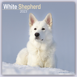 White German Shepherd – Weiße Schäferhunde 2023 – 16-Monatskalender