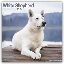 White German Shepherd – Weiße Schäferhunde 2024 – 16-Monatskalender