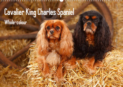 Whole-colour Cavalier King Charles Spaniel (Wandkalender 2023 DIN A2 quer) von Wegner,  Petra