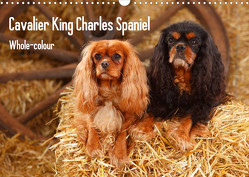 Whole-colour Cavalier King Charles Spaniel (Wandkalender 2023 DIN A3 quer) von Wegner,  Petra