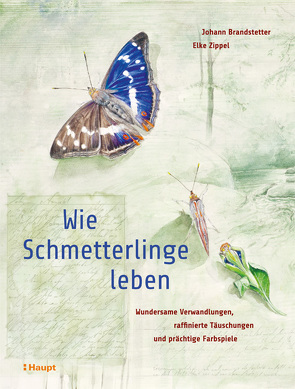 Wie Schmetterlinge leben von Brandstetter,  Johann, Zippel,  Elke