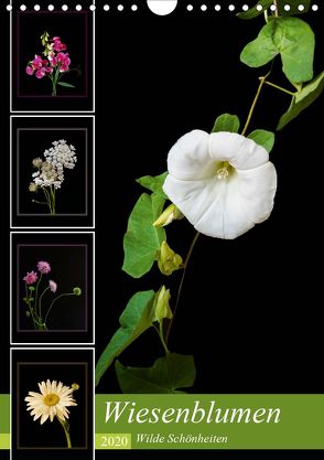 Wiesenblumen – Wilde Schönheiten (Wandkalender 2020 DIN A4 hoch) von Beuck,  Angelika