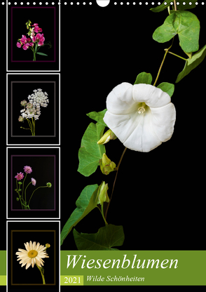 Wiesenblumen – Wilde Schönheiten (Wandkalender 2021 DIN A3 hoch) von Beuck,  Angelika