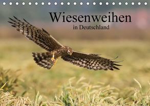 Wiesenweihen in Deutschland (Tischkalender 2018 DIN A5 quer) von Wenner,  Martin