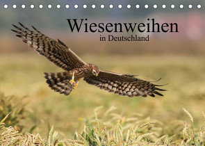 Wiesenweihen in Deutschland (Tischkalender 2022 DIN A5 quer) von Wenner,  Martin
