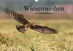 Wiesenweihen in Deutschland (Wandkalender 2018 DIN A3 quer) von Wenner,  Martin