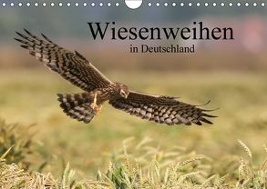 Wiesenweihen in Deutschland (Wandkalender 2018 DIN A4 quer) von Wenner,  Martin