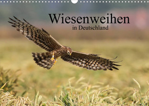 Wiesenweihen in Deutschland (Wandkalender 2022 DIN A3 quer) von Wenner,  Martin
