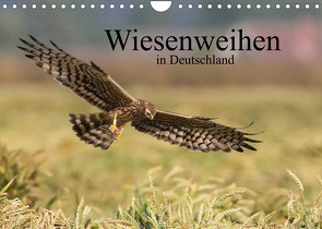 Wiesenweihen in Deutschland (Wandkalender 2022 DIN A4 quer) von Wenner,  Martin