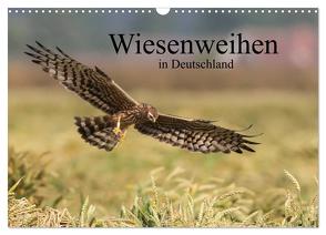 Wiesenweihen in Deutschland (Wandkalender 2024 DIN A3 quer), CALVENDO Monatskalender von Wenner,  Martin