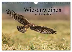 Wiesenweihen in Deutschland (Wandkalender 2024 DIN A4 quer), CALVENDO Monatskalender von Wenner,  Martin