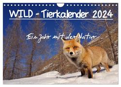 WILD – Tierkalender 2024 (Wandkalender 2024 DIN A4 quer), CALVENDO Monatskalender von Colombo,  Marco
