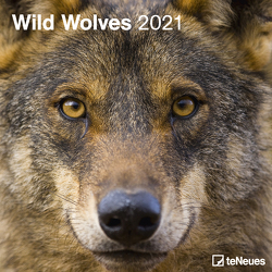 Wild Wolves 2021 – Wand-Kalender – Broschüren-Kalender – 30×30 – 30×60 geöffnet – Wolf-Kalender