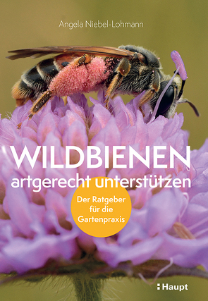 Wildbienen artgerecht unterstützen von Niebel-Lohmann,  Angela K.