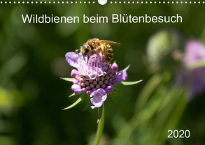 Wildbienen beim Blütenbesuch (Wandkalender 2020 DIN A3 quer) von Fröhlich,  Franziska