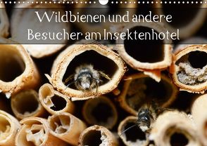 Wildbienen und andere Besucher am Insektenhotel (Wandkalender 2020 DIN A3 quer) von Frost,  Anja