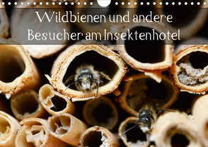 Wildbienen und andere Besucher am Insektenhotel (Wandkalender 2021 DIN A4 quer) von Frost,  Anja