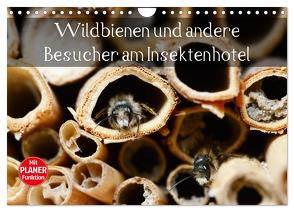 Wildbienen und andere Besucher am Insektenhotel (Wandkalender 2024 DIN A4 quer), CALVENDO Monatskalender von Frost,  Anja