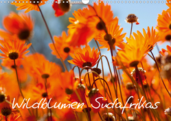 Wildblumen Südafrikas (Wandkalender 2021 DIN A3 quer) von Schütter,  Stefan