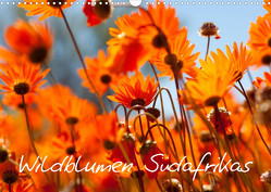 Wildblumen Südafrikas (Wandkalender 2022 DIN A3 quer) von Schütter,  Stefan