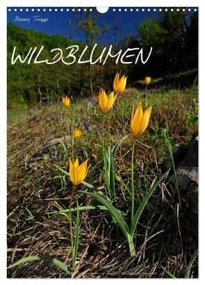 WILDBLUMEN (Wandkalender 2024 DIN A3 hoch), CALVENDO Monatskalender von Trapp,  Benny