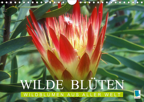 Wilde Blüten: Wildblumen aus aller Welt (Wandkalender 2020 DIN A4 quer) von CALVENDO