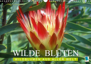 Wilde Blüten: Wildblumen aus aller Welt (Wandkalender 2021 DIN A3 quer) von CALVENDO