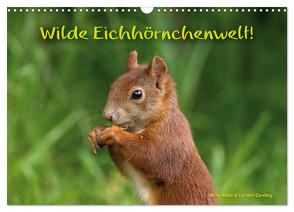 Wilde Eichhörnchenwelt! (Wandkalender 2024 DIN A3 quer), CALVENDO Monatskalender von Alber und Carsten Cording,  Birte