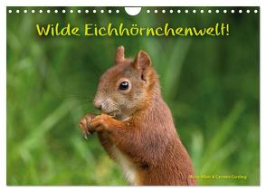 Wilde Eichhörnchenwelt! (Wandkalender 2024 DIN A4 quer), CALVENDO Monatskalender von Alber und Carsten Cording,  Birte