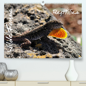 Wilde Fauna – Reptilien (Premium, hochwertiger DIN A2 Wandkalender 2023, Kunstdruck in Hochglanz) von Bade / Ralf Emmerich,  Uwe