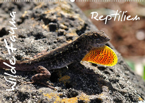 Wilde Fauna – Reptilien (Wandkalender 2023 DIN A2 quer) von Bade / Ralf Emmerich,  Uwe