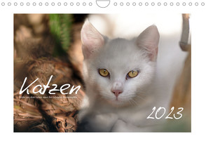 Wilde Hauskatzen (Wandkalender 2023 DIN A4 quer) von Frank,  Brigitte