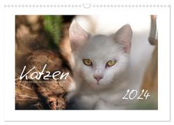 Wilde Hauskatzen (Wandkalender 2024 DIN A3 quer), CALVENDO Monatskalender von Frank,  Brigitte
