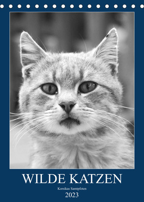 Wilde Katzen – Korsikas Samtpfoten (Tischkalender 2023 DIN A5 hoch) von Schimmack,  Claudia