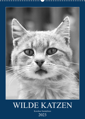 Wilde Katzen – Korsikas Samtpfoten (Wandkalender 2023 DIN A2 hoch) von Schimmack,  Claudia