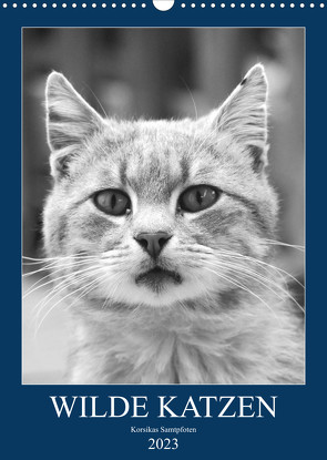 Wilde Katzen – Korsikas Samtpfoten (Wandkalender 2023 DIN A3 hoch) von Schimmack,  Claudia