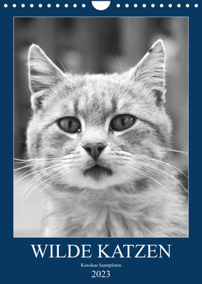 Wilde Katzen – Korsikas Samtpfoten (Wandkalender 2023 DIN A4 hoch) von Schimmack,  Claudia