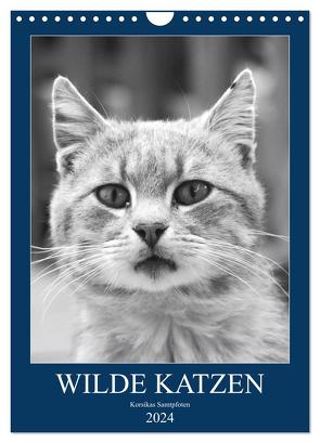 Wilde Katzen – Korsikas Samtpfoten (Wandkalender 2024 DIN A4 hoch), CALVENDO Monatskalender von Schimmack,  Claudia