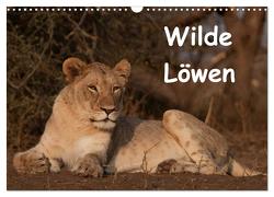 Wilde Löwen (Wandkalender 2024 DIN A3 quer), CALVENDO Monatskalender von Ohm,  Britta