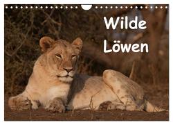 Wilde Löwen (Wandkalender 2024 DIN A4 quer), CALVENDO Monatskalender von Ohm,  Britta